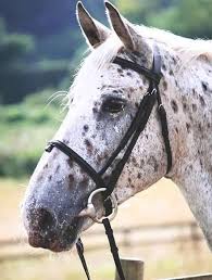 Image result for Beechwood Riding School