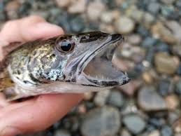 Image result for Sander canadensis