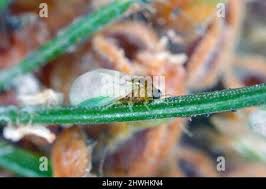 Attēlu rezultāti vaicājumam “Sacchiphantes abietis”