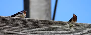 Attēlu rezultāti vaicājumam “Hirundinidae”