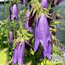 Image result for Campanula strigosa