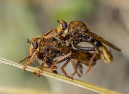 Attēlu rezultāti vaicājumam “Asilus crabroniformis”