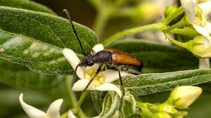 Attēlu rezultāti vaicājumam “Anastrangalia sanguinolenta female”