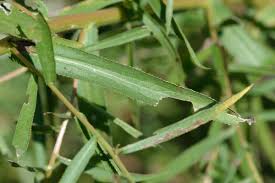 Attēlu rezultāti vaicājumam “Achillea salicifolia”