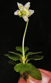 Attēlu rezultāti vaicājumam “Moneses uniflora fruit”