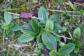 Attēlu rezultāti vaicājumam “Plantago media leaf”