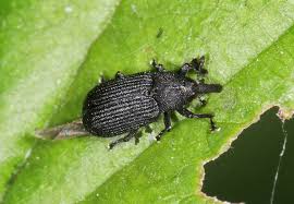 Attēlu rezultāti vaicājumam “Magdalis sp.”