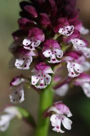 Attēlu rezultāti vaicājumam “Orchis ustulata”