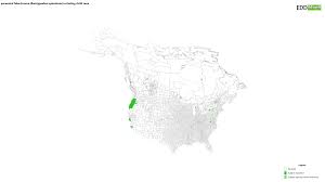 Attēlu rezultāti vaicājumam “Brachypodium sylvaticum fruit”