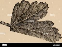 Attēlu rezultāti vaicājumam “Nematus salicis”