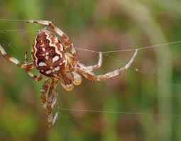 Attēlu rezultāti vaicājumam “Araneus quadratus”