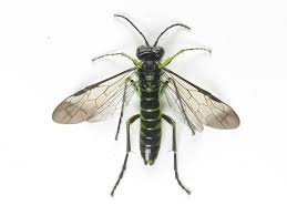 Attēlu rezultāti vaicājumam “Tenthredo campestris female”