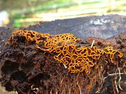 Attēlu rezultāti vaicājumam “Hemitrichia serpula macro”