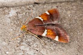 Attēlu rezultāti vaicājumam “Pyralis regalis”