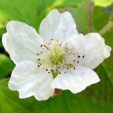 Attēlu rezultāti vaicājumam “Rubus caesius flower”