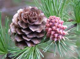 Attēlu rezultāti vaicājumam “Larix decidua”