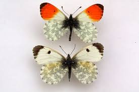 Attēlu rezultāti vaicājumam “Anthocharis cardamines”