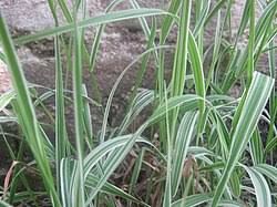 Attēlu rezultāti vaicājumam “Phalaroides arundinacea”