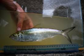 Image result for Alosa chrysochloris