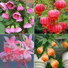 Attēlu rezultāti vaicājumam “Enkianthus chinensis flower”