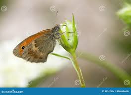 Attēlu rezultāti vaicājumam “Coenonympha pamphilus underside”