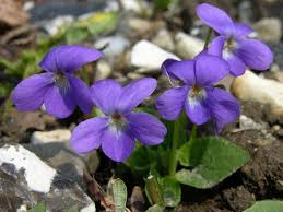 Attēlu rezultāti vaicājumam “Viola hirta”