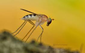 Attēlu rezultāti vaicājumam “Dolichopodidae”