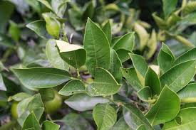 Attēlu rezultāti vaicājumam “Juglans x sinensis leaf”