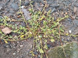 Attēlu rezultāti vaicājumam “Polygonum arenastrum leaf”