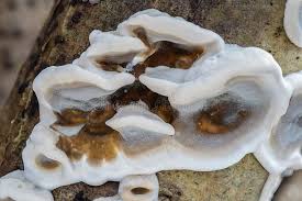 Attēlu rezultāti vaicājumam “Bjerkandera adusta”