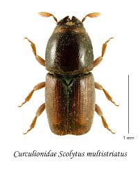 Attēlu rezultāti vaicājumam “Scolytus scolytus, Scolytus multistriatus”