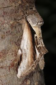 Attēlu rezultāti vaicājumam “Pheosia gnoma”