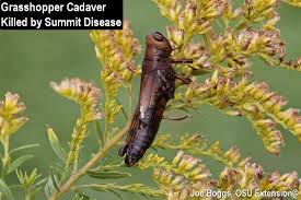 Attēlu rezultāti vaicājumam “Entomophaga grylli”