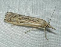 Attēlu rezultāti vaicājumam “Pediasia fascelinella”