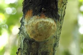 Attēlu rezultāti vaicājumam “Dichomitus campestris”