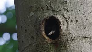 Attēlu rezultāti vaicājumam “Dryocopus martius nest”