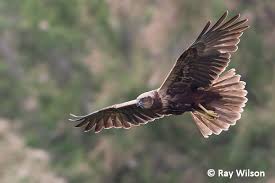 Attēlu rezultāti vaicājumam “Circus aeruginosus adult”