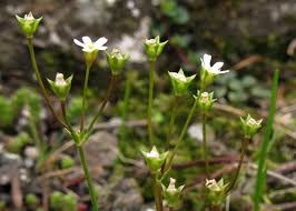 Attēlu rezultāti vaicājumam “Androsace septentrionalis”