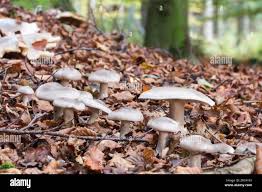Attēlu rezultāti vaicājumam “Clitocybe nebularis”
