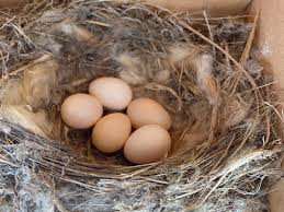 Attēlu rezultāti vaicājumam “nest”