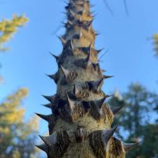 Attēlu rezultāti vaicājumam “Kalopanax septemlobus fruit”