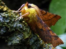 Attēlu rezultāti vaicājumam “Ennomos alniaria”