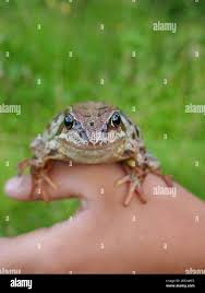 Attēlu rezultāti vaicājumam “Rana temporaria adult”