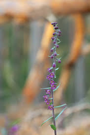 Attēlu rezultāti vaicājumam “Epipactis atrorubens leaf”