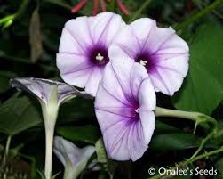 Image result for Ipomoea Lavender