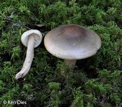 Attēlu rezultāti vaicājumam “Tricholoma sp.”