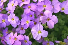 Image result for Aubrieta hybrida (cultorum)