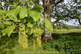 Attēlu rezultāti vaicājumam “Acer pseudoplatanus flower”
