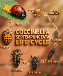 Attēlu rezultāti vaicājumam “Coccinella septempunctata imago”