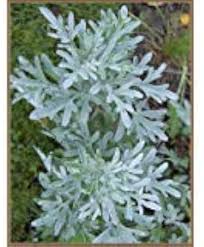 Image result for Artemisia absinthium